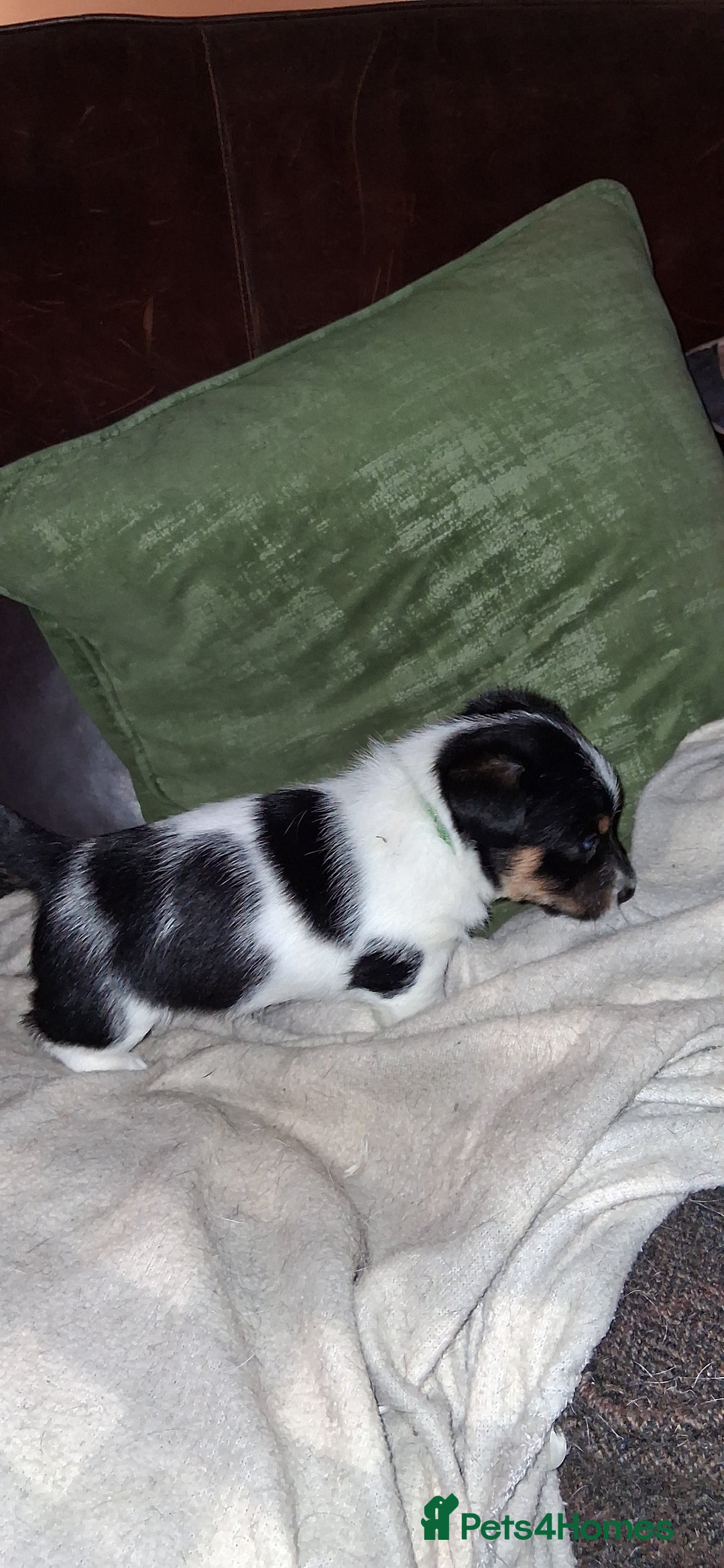 Jack Russell dogs for sale: Beautiful Jack Russell puppies - Image 5