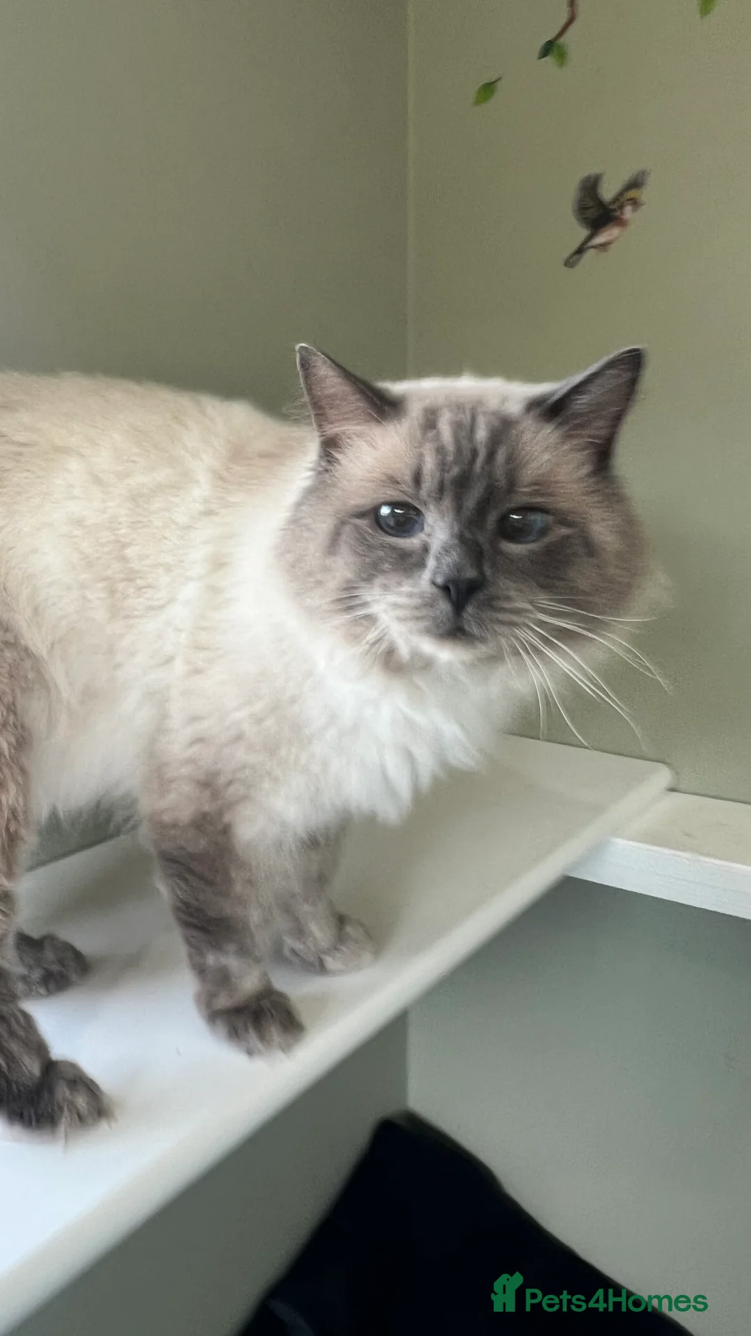 Ragdoll cats for stud: several studs available  in Brighouse - Advert 2