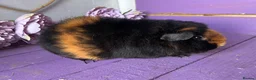 Guinea Pig rodents for sale: Pair Of Teddy Girls  - Advert 4