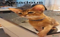 Abyssinian cats for sale: Abyssinian kittens looking for their new home - Image 6