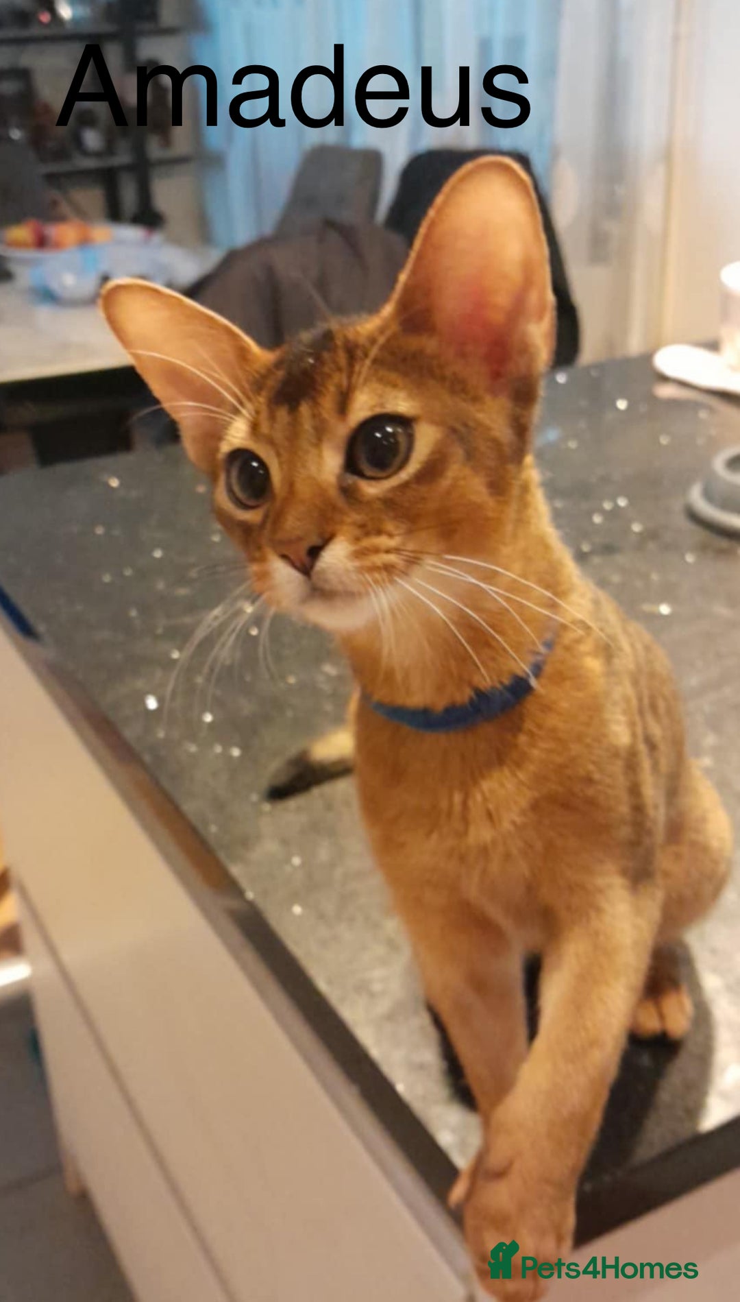 Abyssinian cats for sale: Abyssinian kittens looking for their new home - Image 6