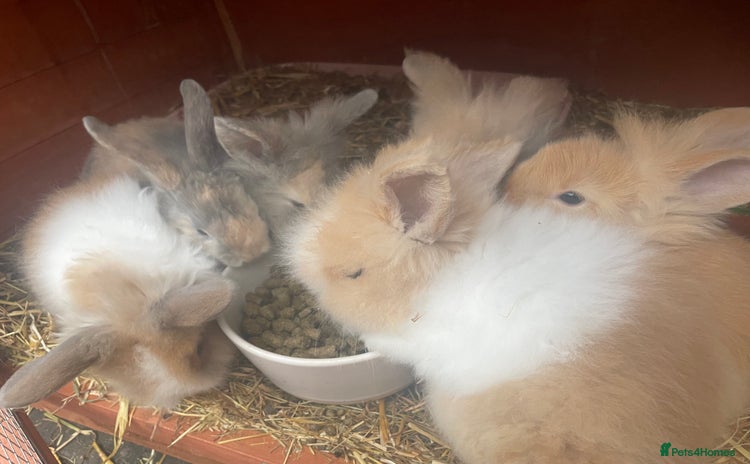 Lionhead rabbits - Advert 17