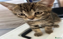 Mixed Breed cats for sale: REDUCED & READY NOW BSH x Tabby kittens  - Image 16