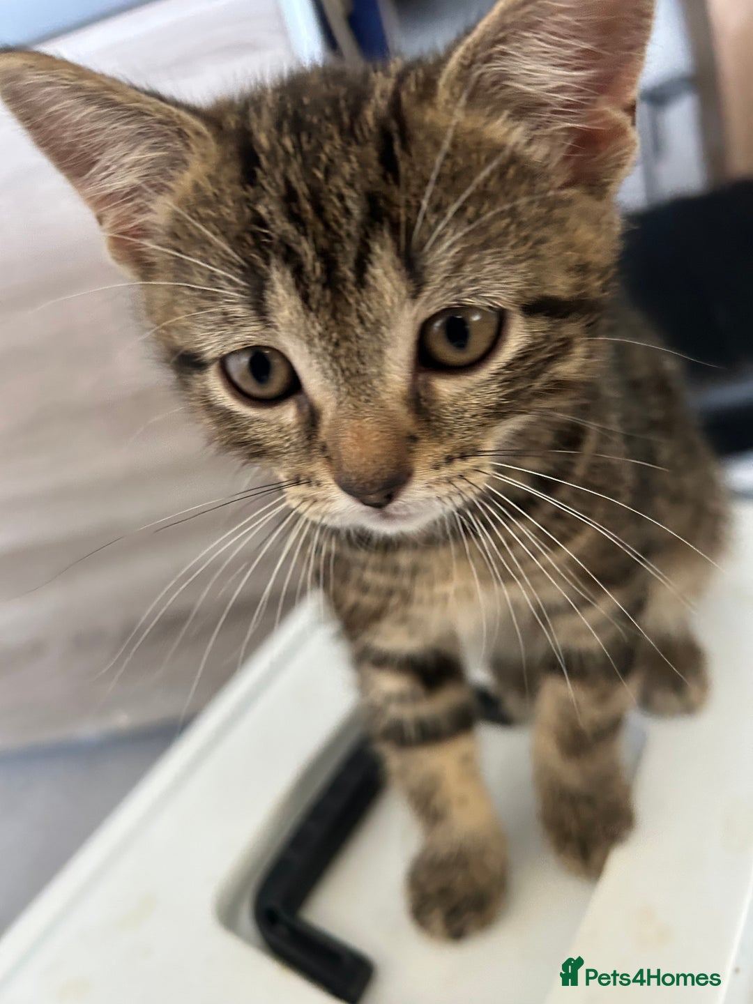 Mixed Breed cats for sale: REDUCED & READY NOW BSH x Tabby kittens  - Image 16