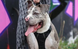 Alapaha Blue Blood Bulldog dogs for sale: Blue Merle with one blue and one green eye Female - Advert 16