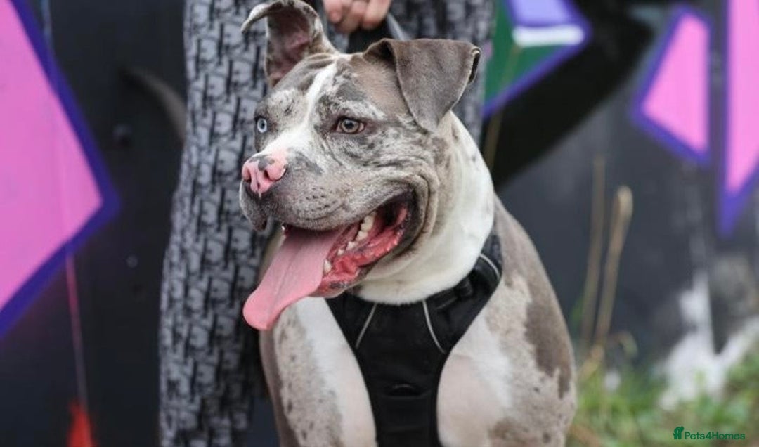 Alapaha Blue Blood Bulldog dogs for sale: Blue Merle with one blue and one green eye Female - Advert 16