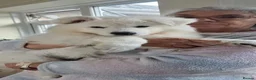 White Swiss Shepherd dogs for sale: Last girl ready now KC registered  WSS in Boston - Advert 11