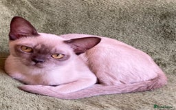 Burmese cats for sale: Chocolate Burmese pedigree female  - Image 4