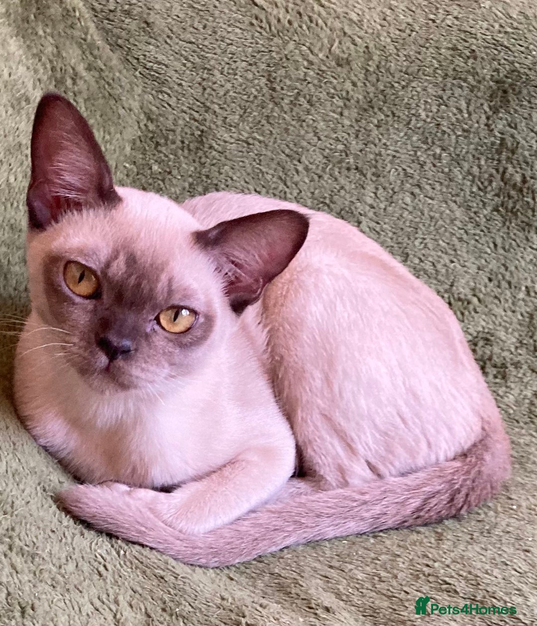 Burmese cats for sale: Chocolate Burmese pedigree female  - Image 4