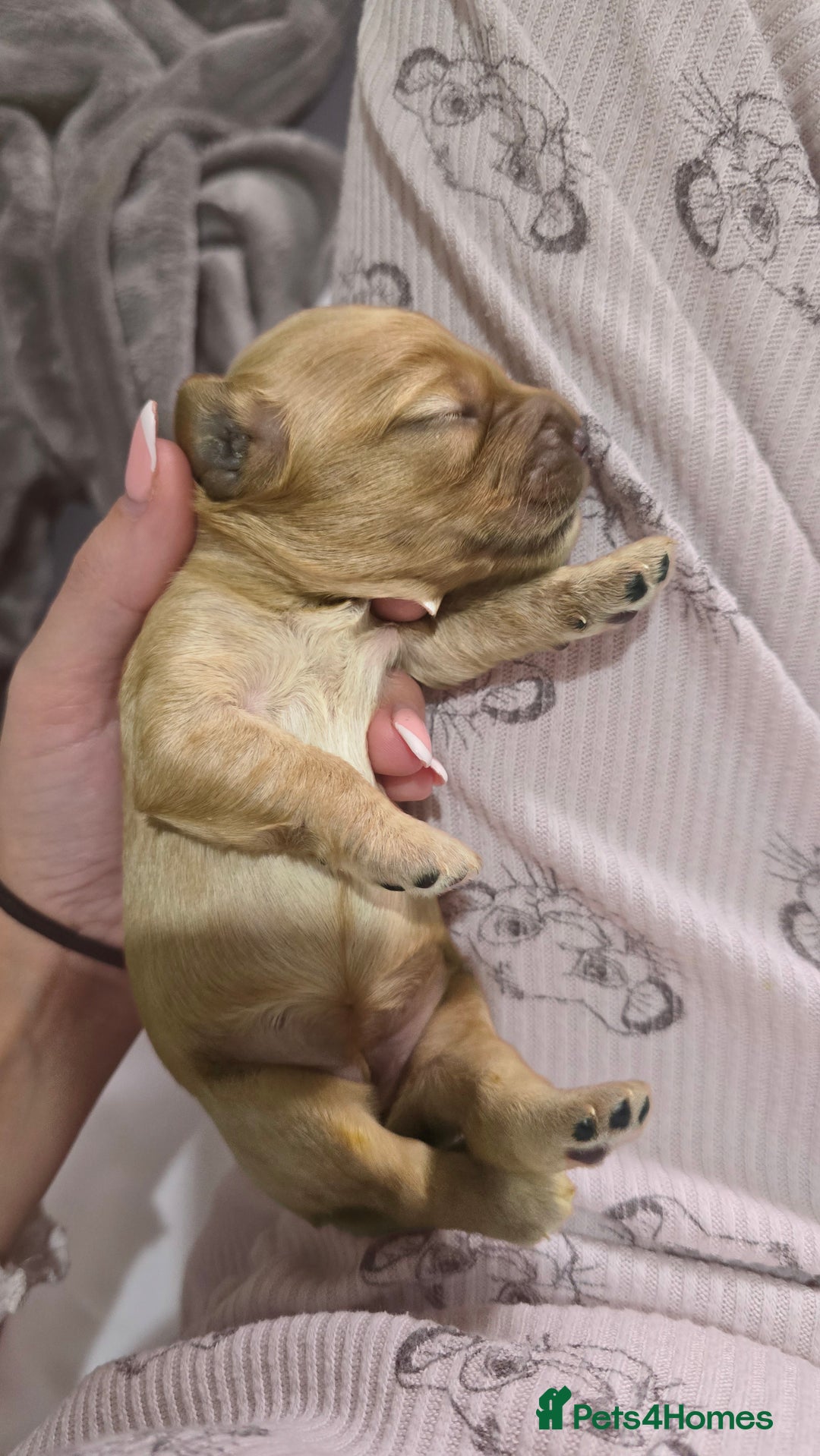 Cockapoo dogs for sale: Beautiful cockapoo puppies - Advert 7