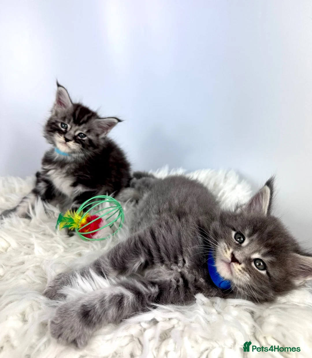 Maine Coon cats for sale: ✨7 Gorgeous Pure Breed Maine Coon Kittens✨ - Advert 2