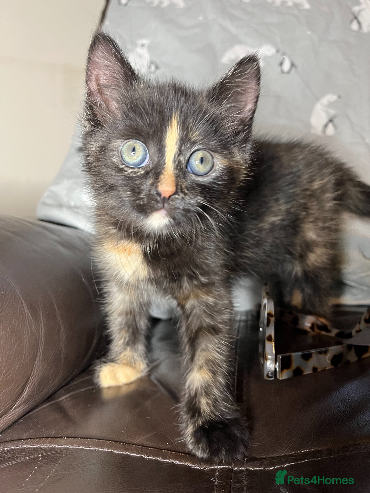 Mixed Breed cats Adorable Tortoiseshell Kitten 🧡 - Advert 8