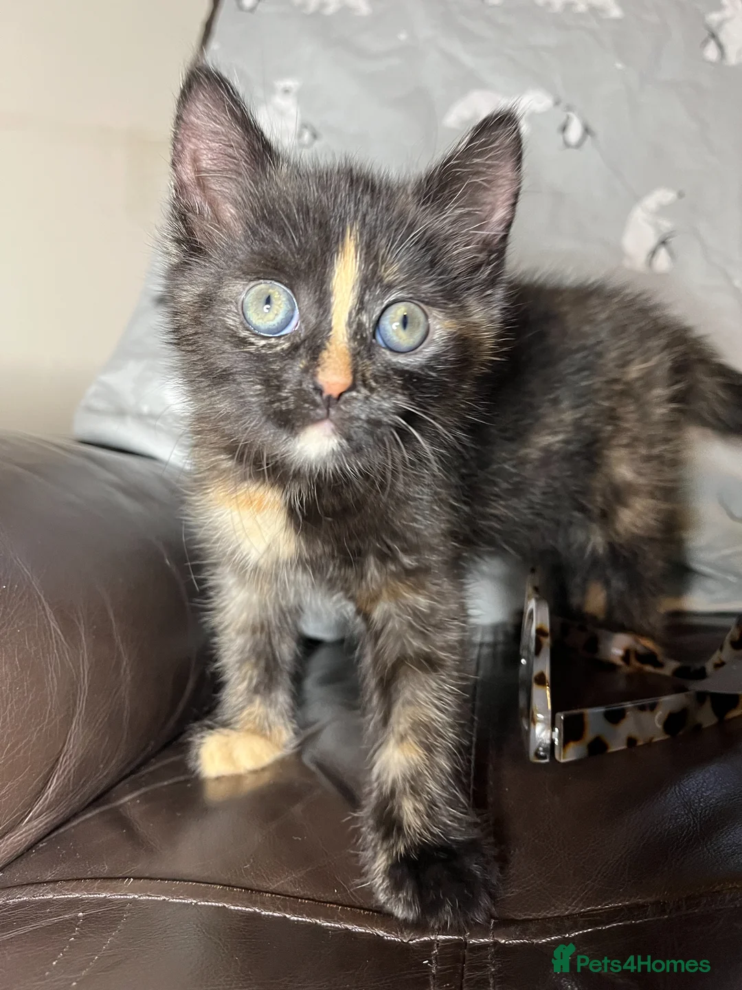 Mixed Breed cats for sale: Adorable Tortoiseshell Kitten 🧡 in Bromsgrove - Advert 1