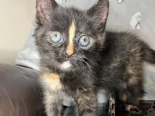 Mixed Breed cats Adorable Tortoiseshell Kitten 🧡 - Advert 7