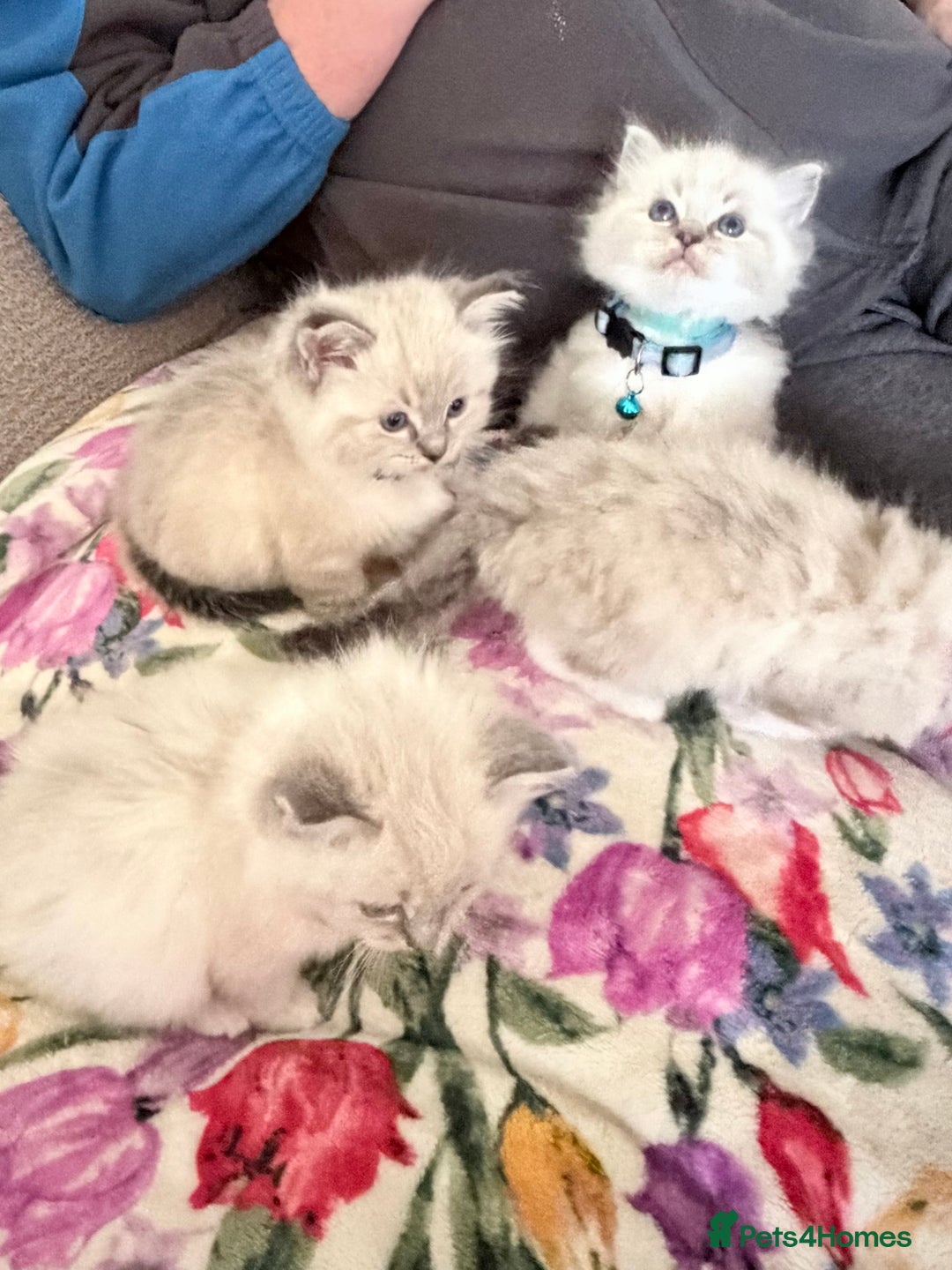 Ragdoll cats for sale: Special Ragdoll babies  - Advert 19