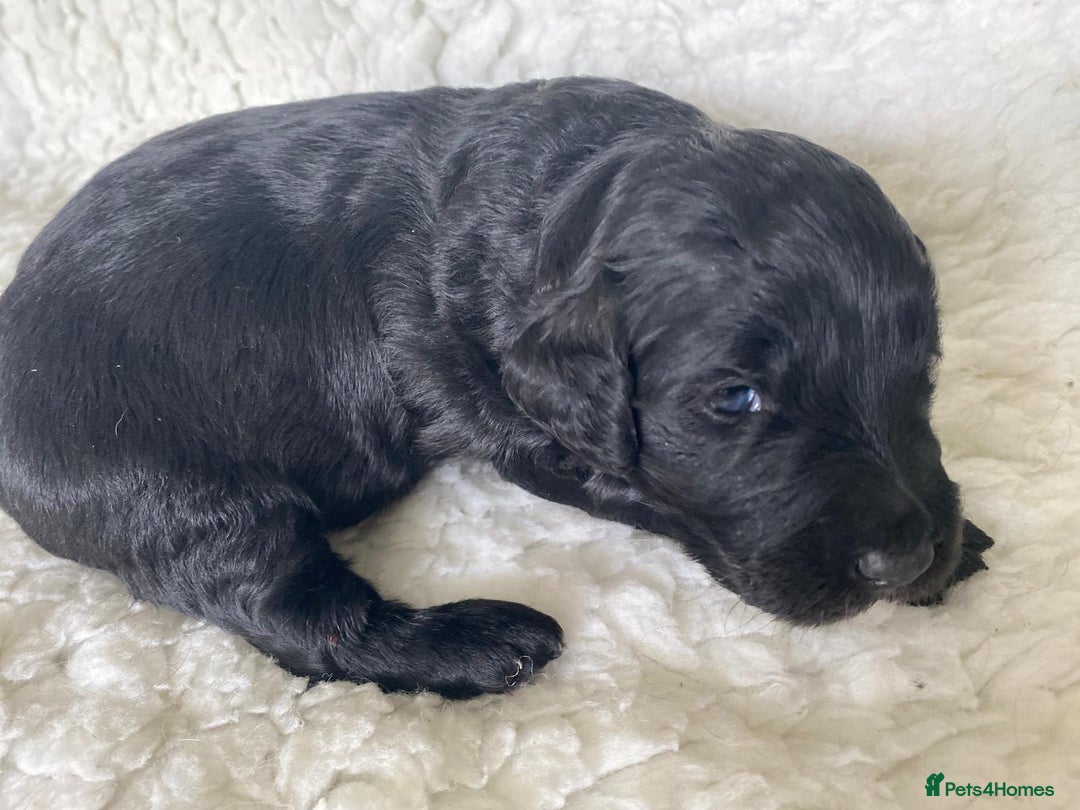 Goldendoodle dogs for sale: Gorgeous mini F1 goldendoodles - Image 10
