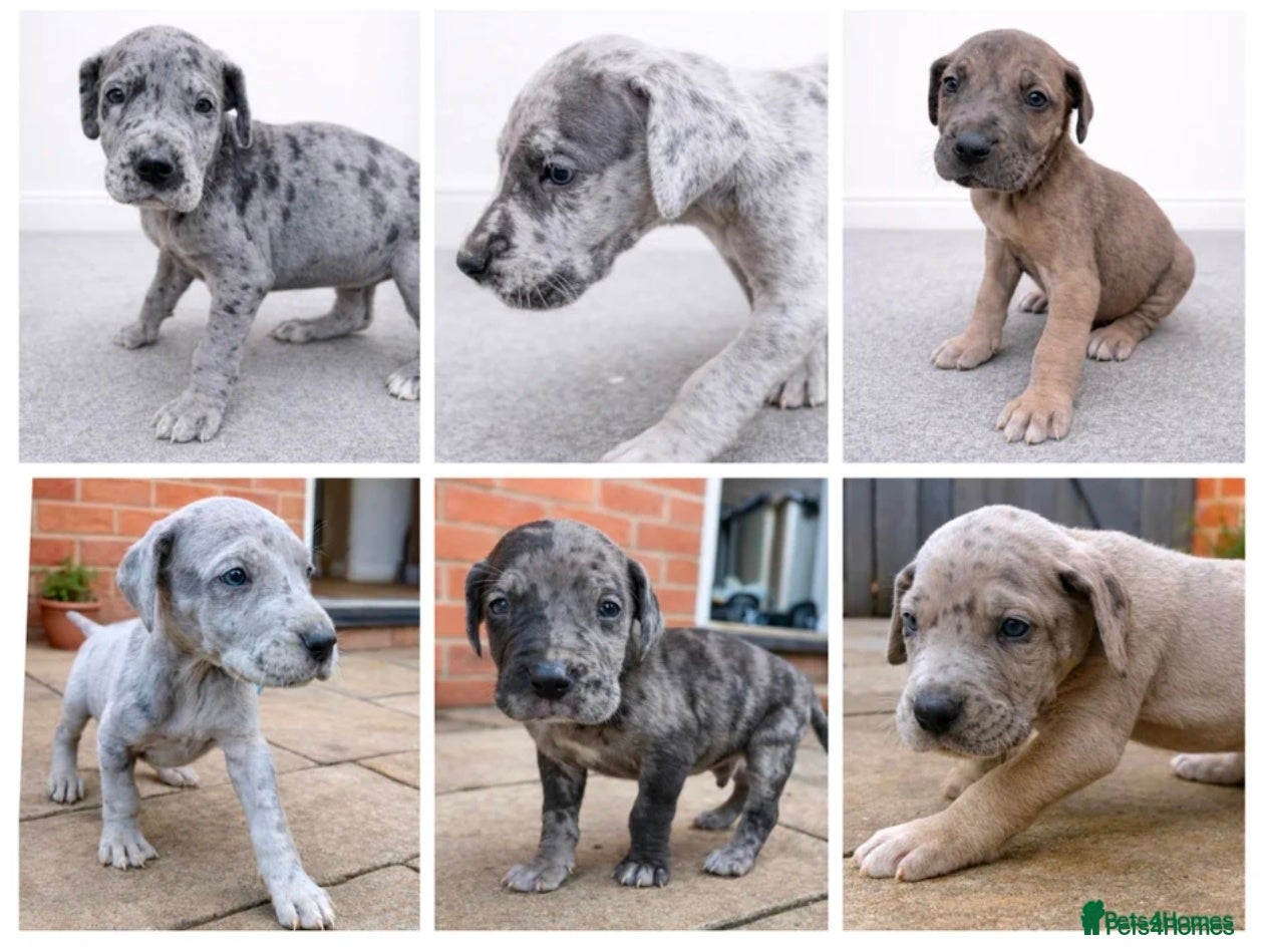 Great Dane dogs KC Registered Great Danes - Stunning Litter  - Advert 1
