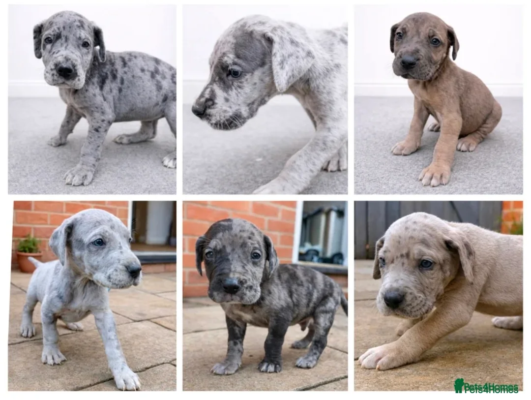 Great Dane dogs for sale: KC Registered Great Danes - Stunning Litter  - Advert 2
