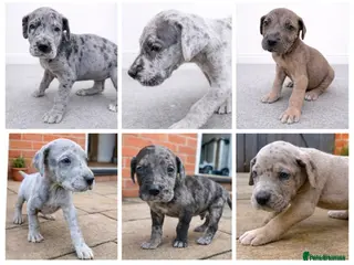Great Dane dogs KC Registered Great Danes - Stunning Litter - Advert 1