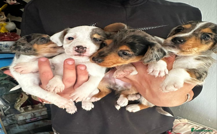 Mixed Breed dogs - Advert 11