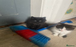 Mixed Breed cats for sale: 4 beautiful male kitten  - Image 6
