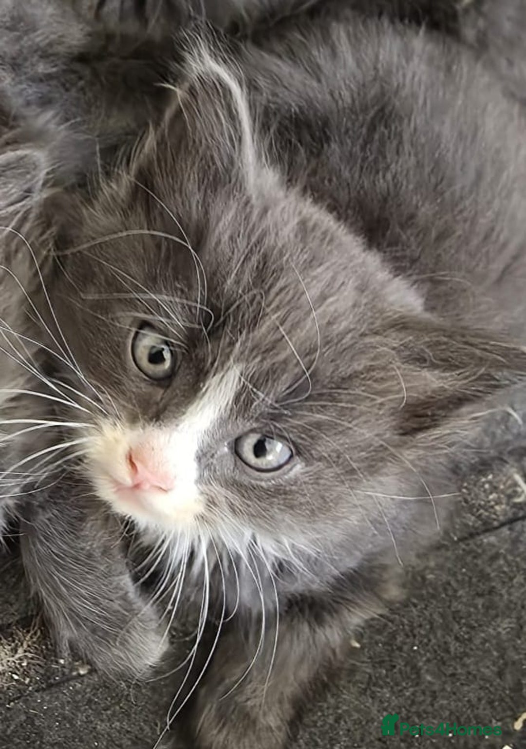 Mixed Breed cats for sale: 5 cute blue and blue&white long-haired kittens - Image 3