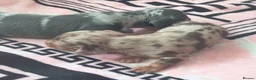 Dachshund dogs for sale: Puppy  in Bolton - Advert 11