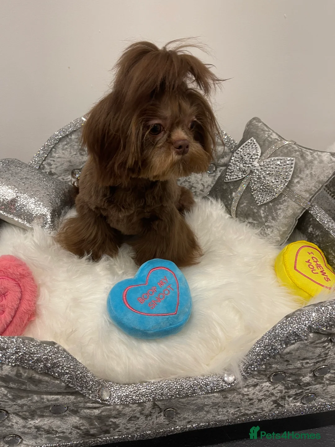 Shih Tzu dogs for stud: STUNNING CHOCOLATE IMPERIAL SHIHTZU OPEN AT STUD in Grays - Advert 14