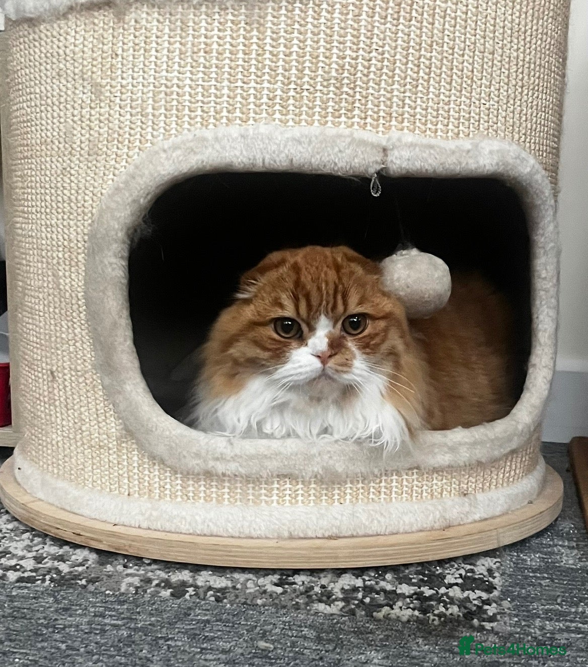 Scottish Fold cats for sale: KOALA – Beautiful Scottish Fold Boy TICA pedigree - Advert 1