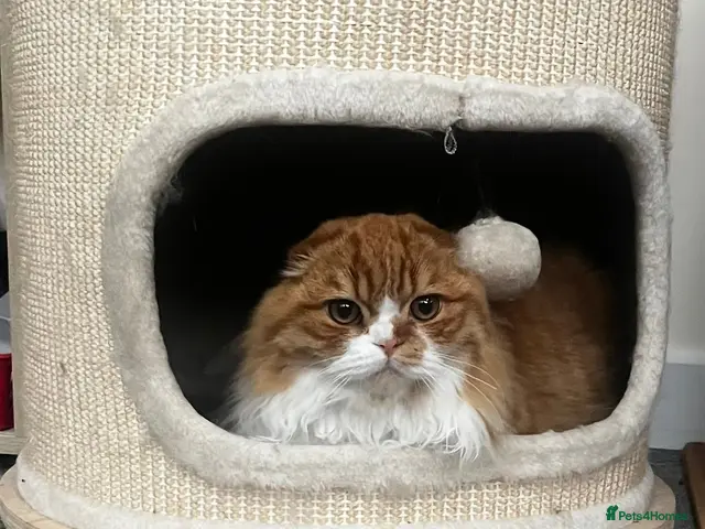 Scottish Fold cats for sale: KOALA – Beautiful Scottish Fold Boy TICA pedigree - Advert 1