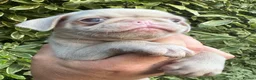 Pug dogs for sale: Prestige Pink Pug Puppies KC reg. Ready to leave - Advert 27