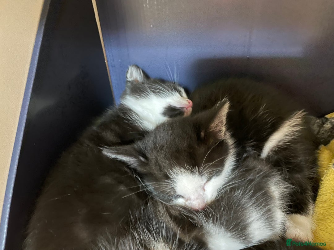 Mixed Breed cats for sale: Three energetic kittens: Noodle, Peanut and Daisy - Advert 13