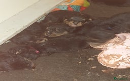 Rottweiler dogs for sale: Chunky big boned rottweilers  - Image 27