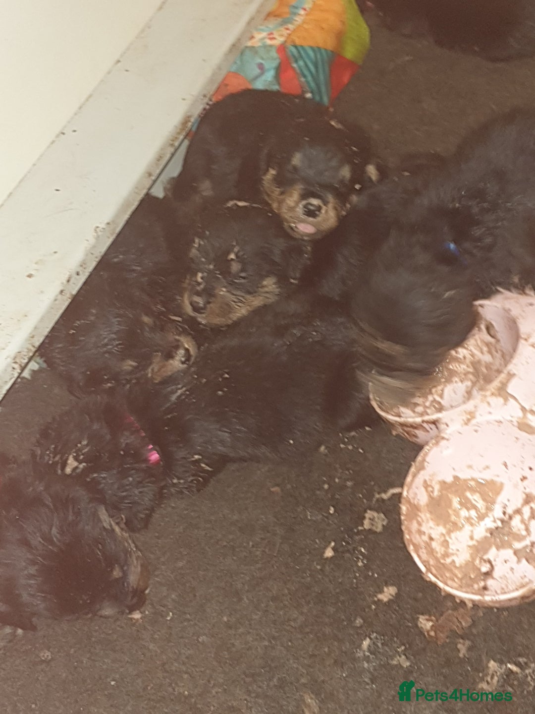 Rottweiler dogs for sale: Chunky big boned rottweilers  - Image 27