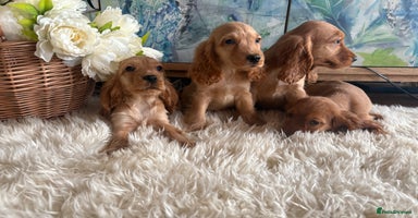 Cocker Spaniel dogs - Advert 1