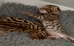 Bengal cats for sale: Exceptional show quality Brown TICA registered 🥰 - Image 11