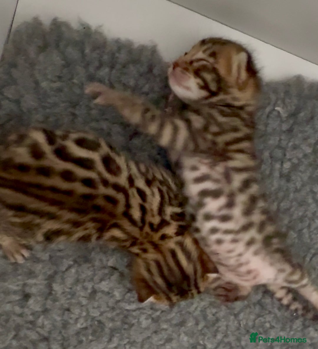 Bengal cats for sale: Exceptional show quality Brown TICA registered 🥰 - Image 11