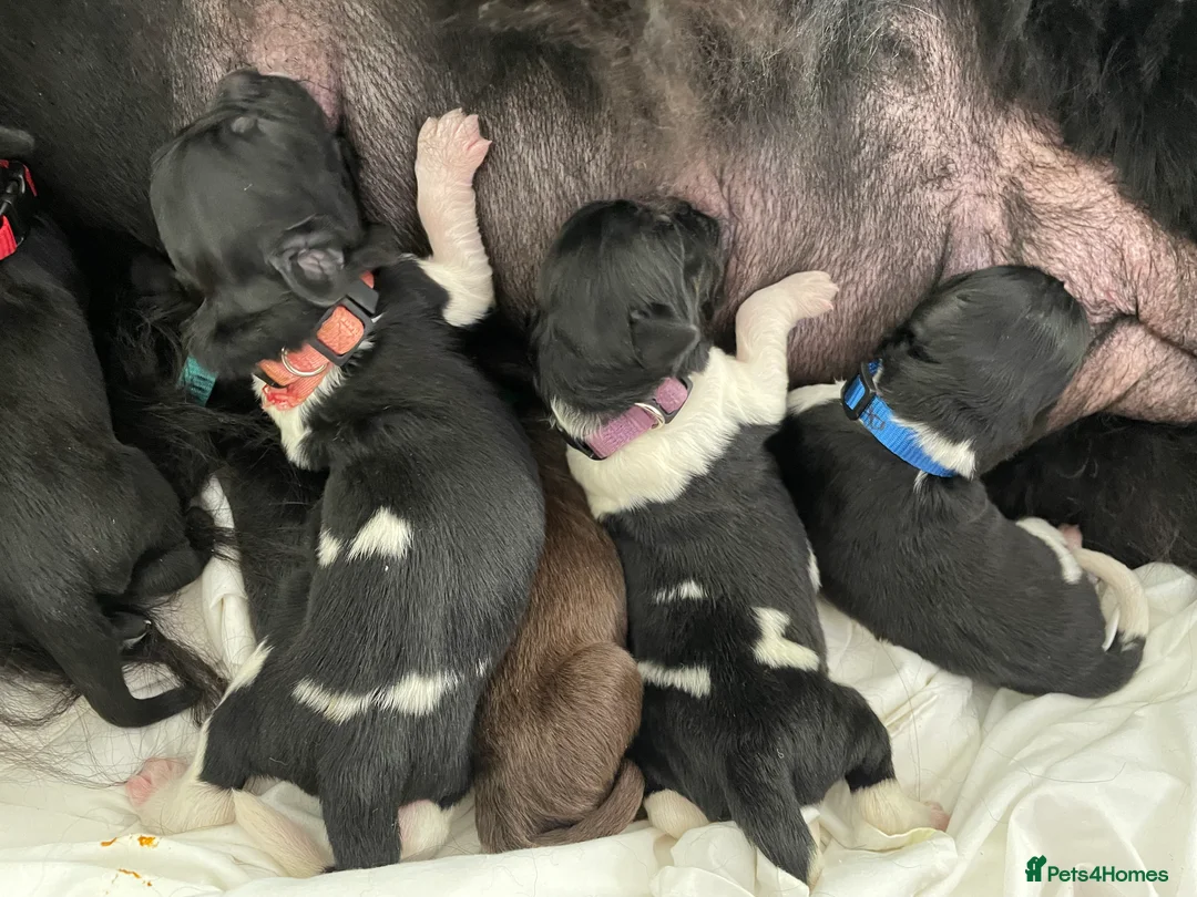 Newfoundland dogs for stud: KC REGISTERED NEWFOUNDLAND STUD HEALTH TESTED  in Basildon - Advert 22