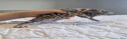 Bengal cats for sale: Supreme Apb Gene & Health Tested Bengal Kittens - Advert 21