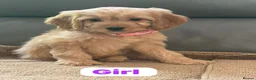 Cockapoo dogs for sale: OUTSTANDINGADORABLE F1 SHOW TYPE COCKAPOO - Advert 3