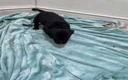 Borador dogs for sale: ⚫️lab x collie puppies ⚪️ - Advert 6