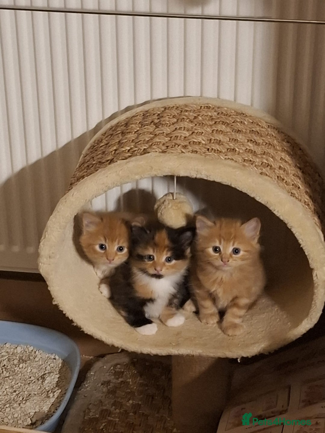 Mixed Breed cats for sale: 4 gorgerous kittens - Image 6