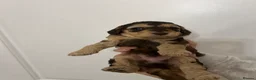 Cockapoo dogs for sale: Beautiful F1b sable cockapoos for sale  - Advert 21