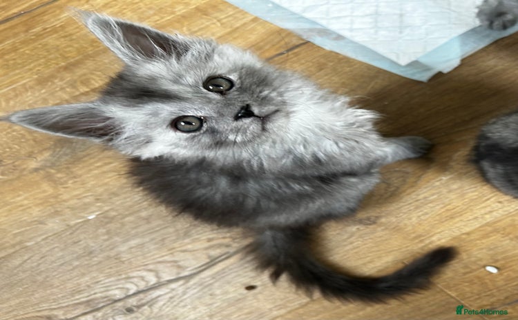 Maine Coon cats - Advert 1