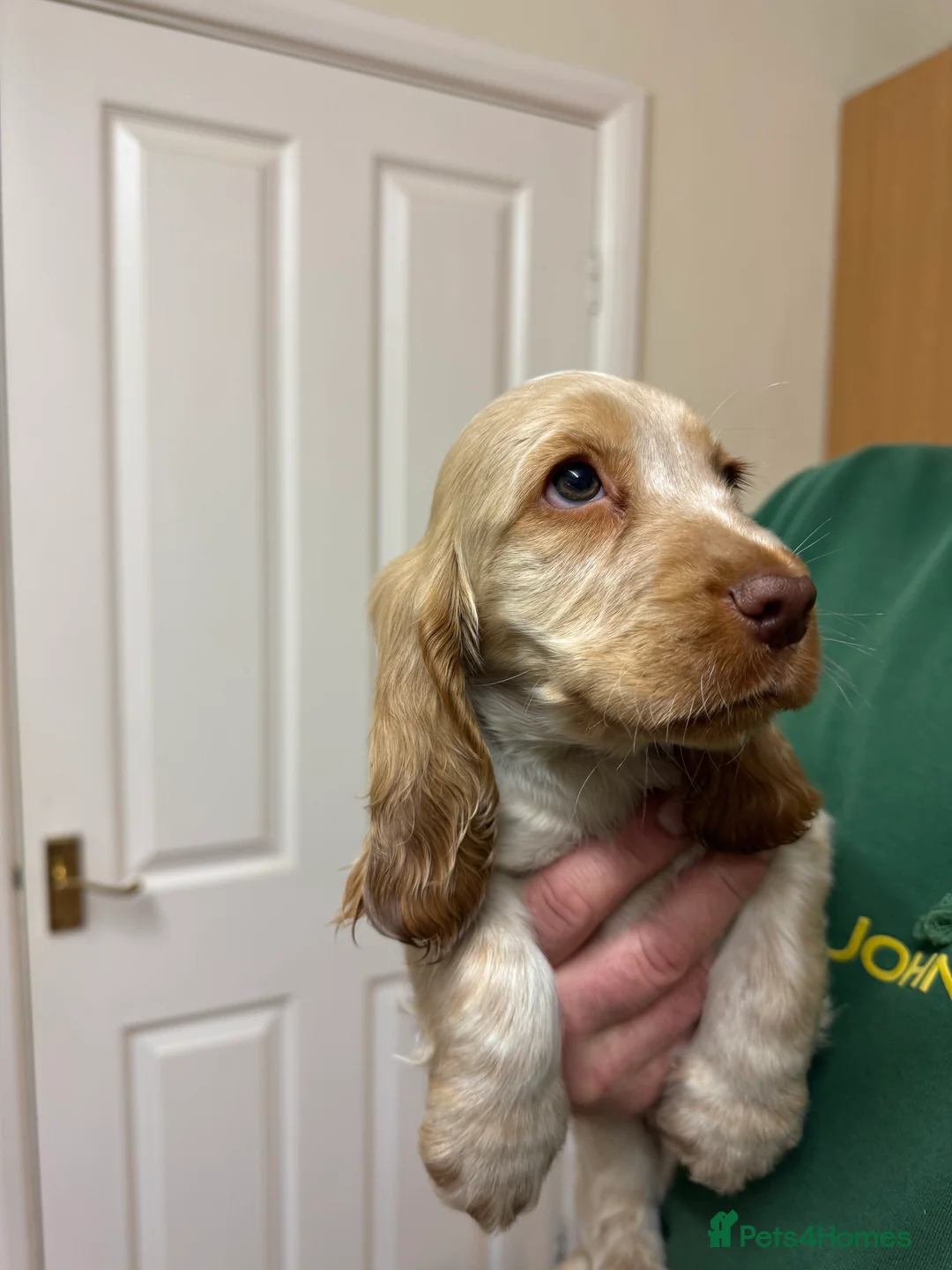 Cocker Spaniel dogs for sale: Stunning litter of show cockers - Advert 2