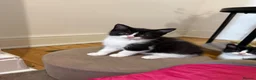 Mixed Breed cats for sale: Snowshoe kittens  - Advert 7
