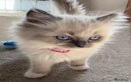 Ragdoll cats for sale: 5 Beautiful Ragdoll Kittens  - Image 5