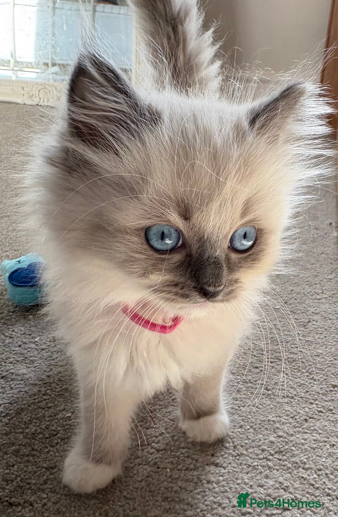 Ragdoll cats for sale: 5 Beautiful Ragdoll Kittens  - Image 5