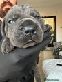Cane Corso Puppy 3 - Male - Zues