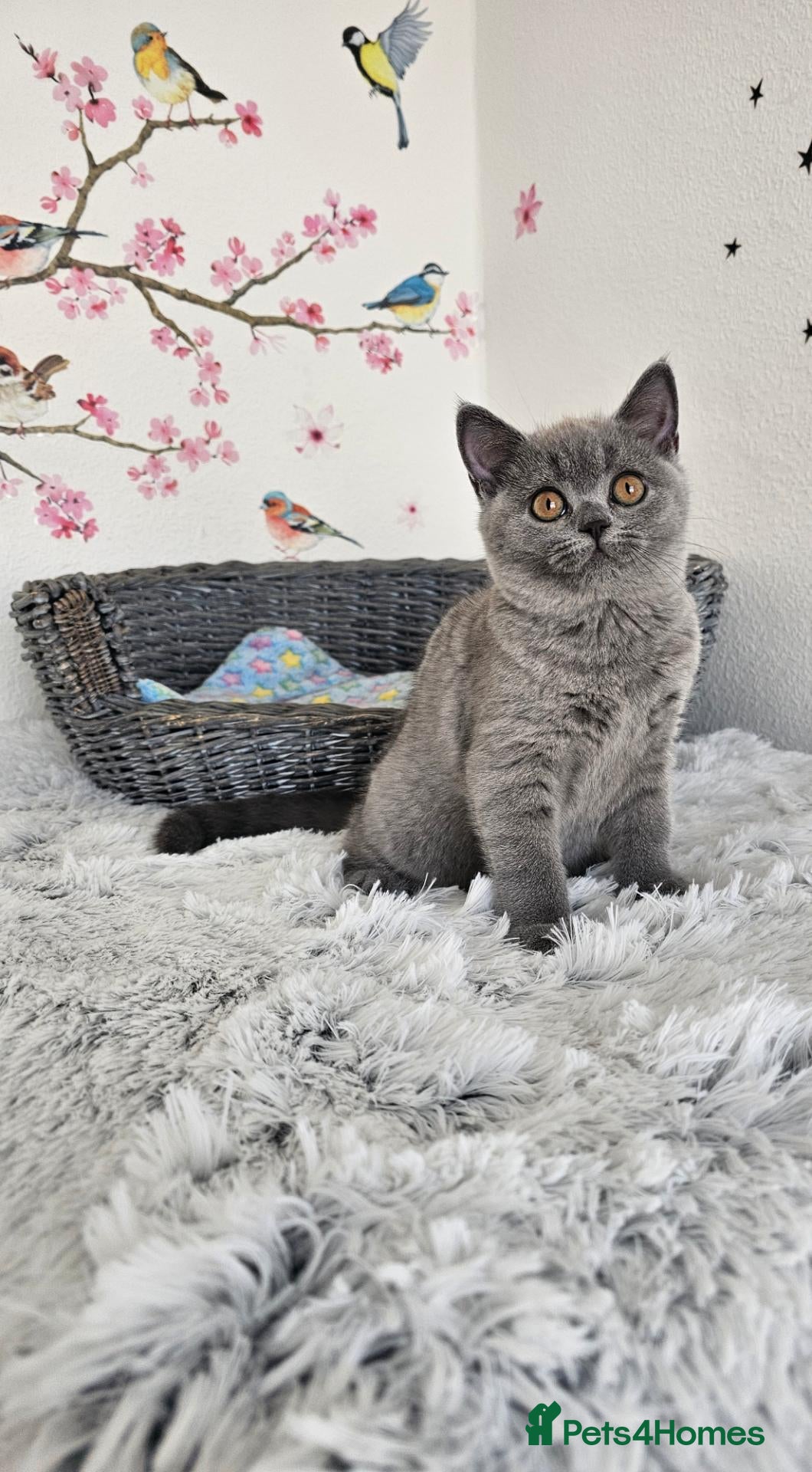 British Shorthair cats British Shorthair Kittens - Advert 2